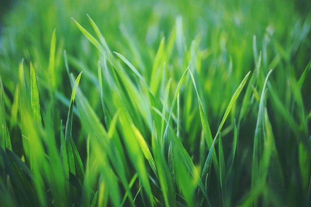 Eco-Friendly Lawn Alternatives to Grass