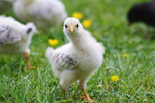 Raising Chickens, Is it Right for You?