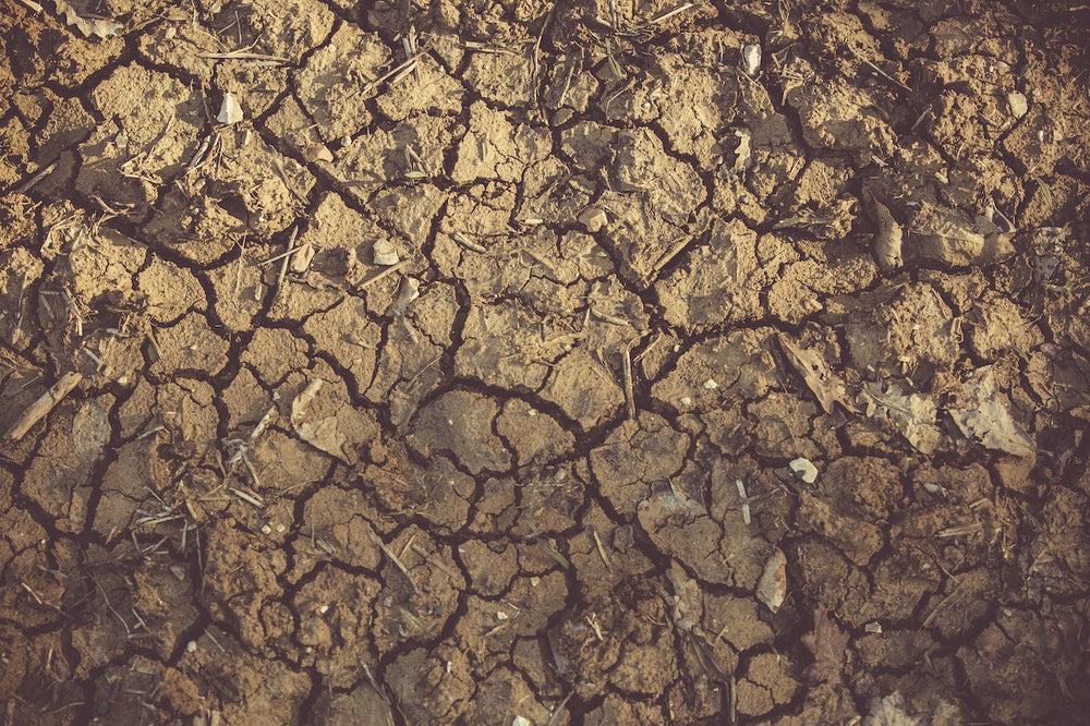 How Water and Soil Conditions Impact Your Land's Use