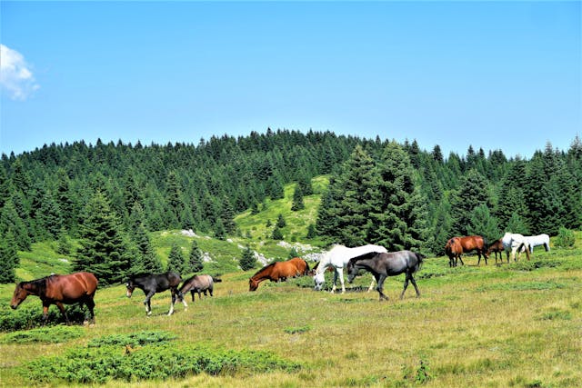 land for sale in America